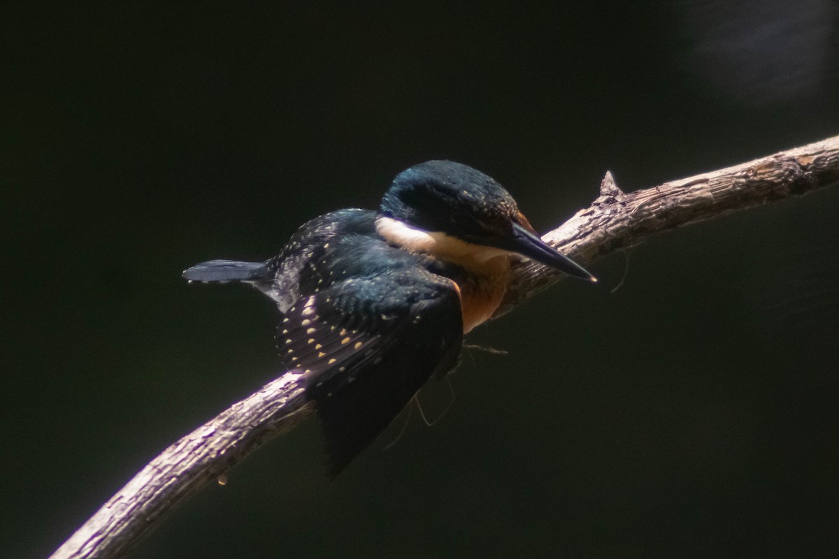 American Pygmy Kingfisher - ML620451369