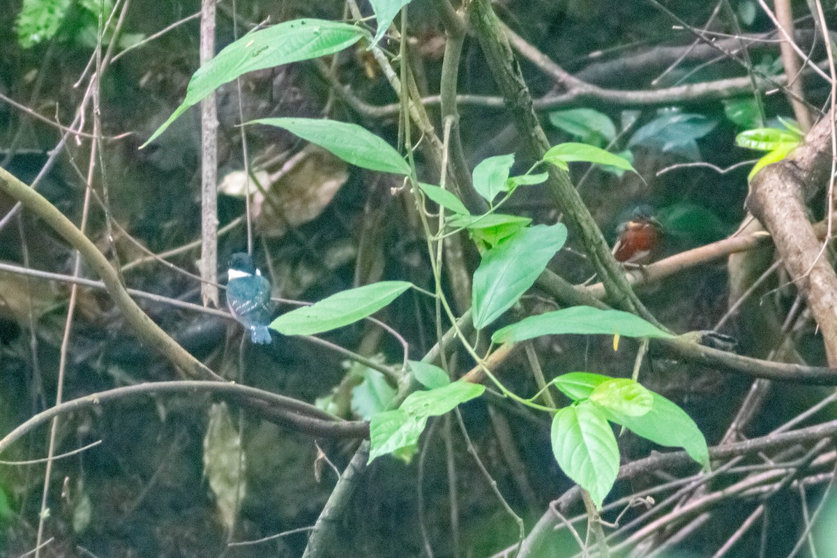 American Pygmy Kingfisher - ML620451370