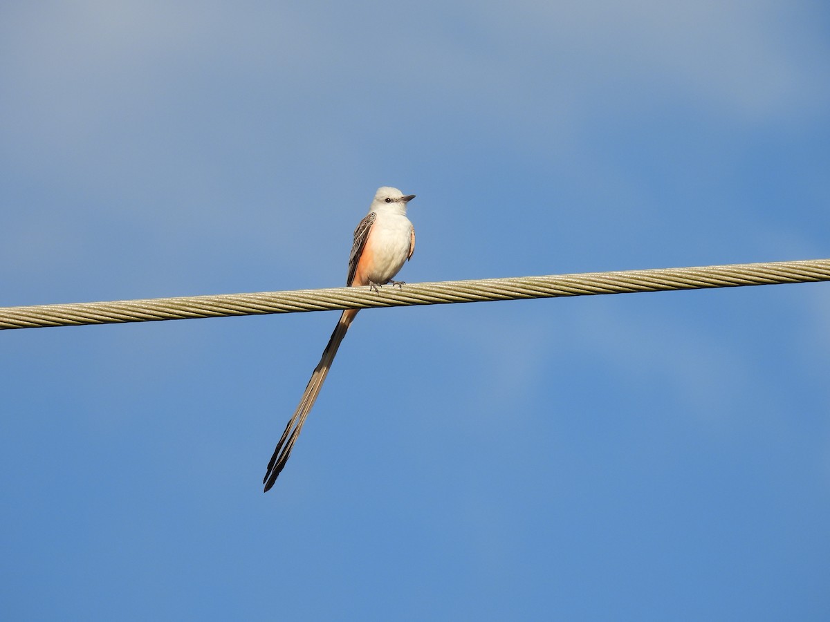 Scissor-tailed Flycatcher - Klenisson Brenner