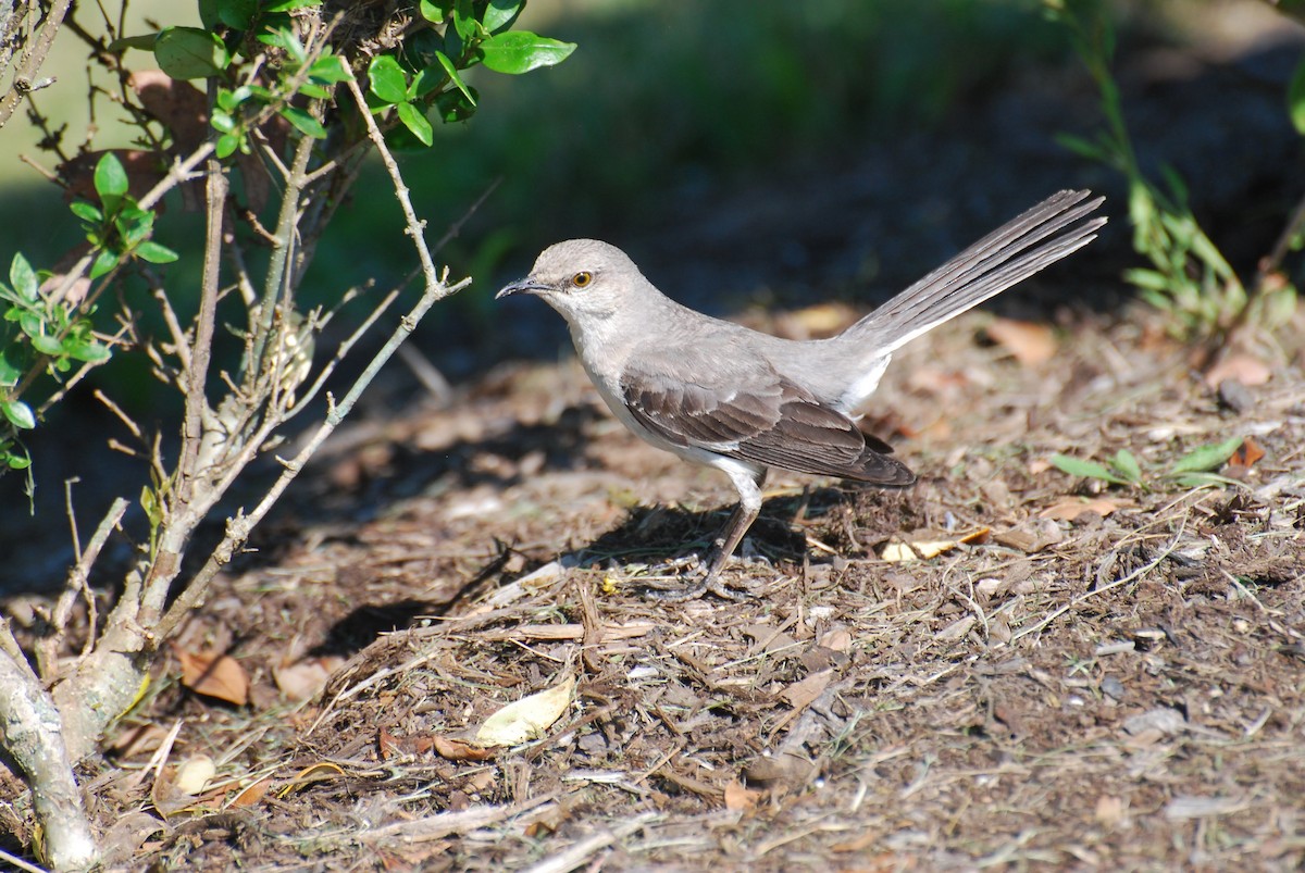 Northern Mockingbird - chandana roy