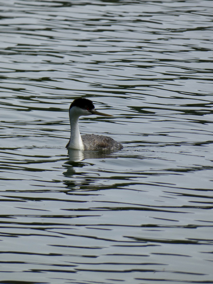 Western Grebe - ML620451381