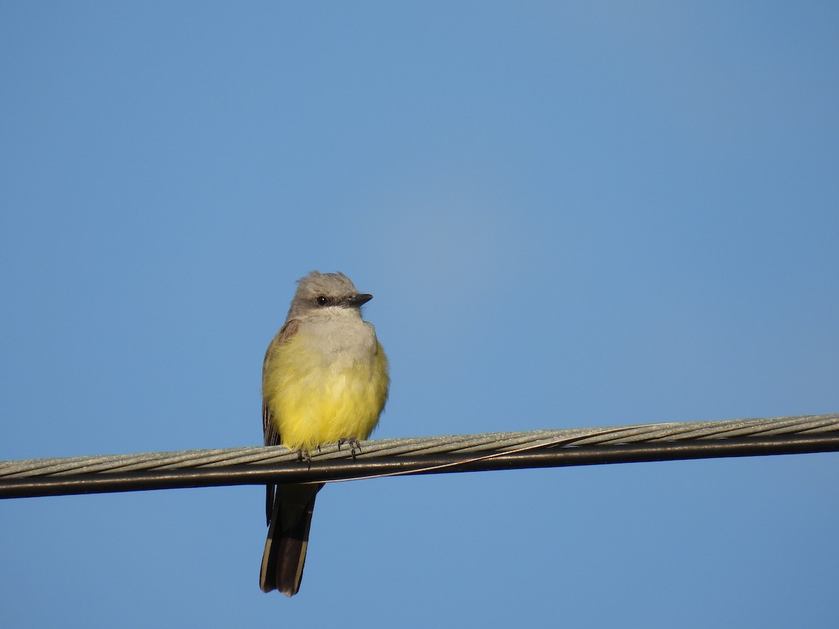 Western Kingbird - ML620451391