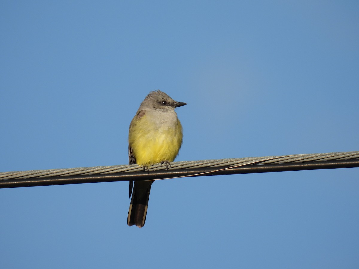 Western Kingbird - ML620451392