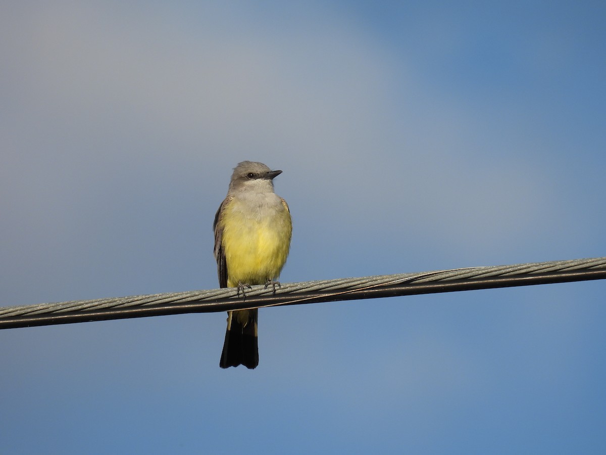 Western Kingbird - ML620451393