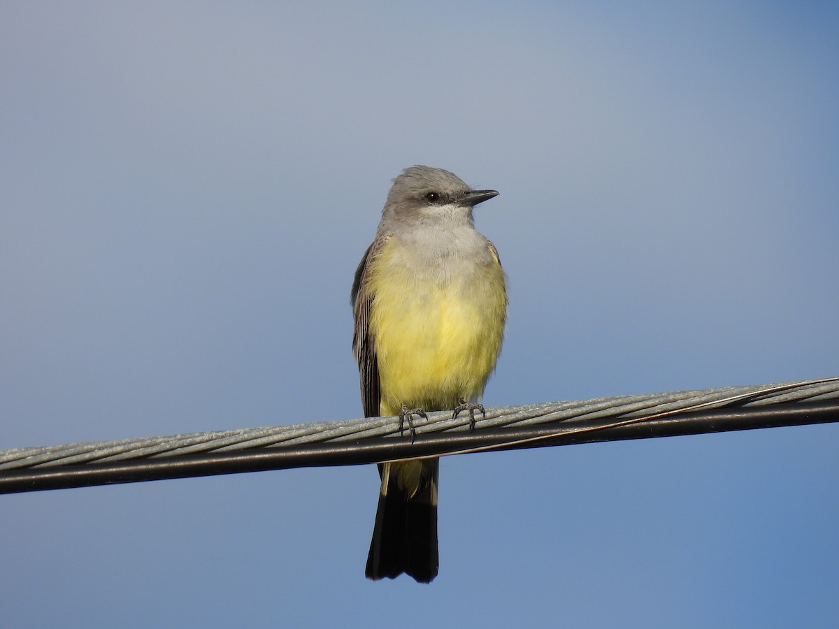 Western Kingbird - ML620451394