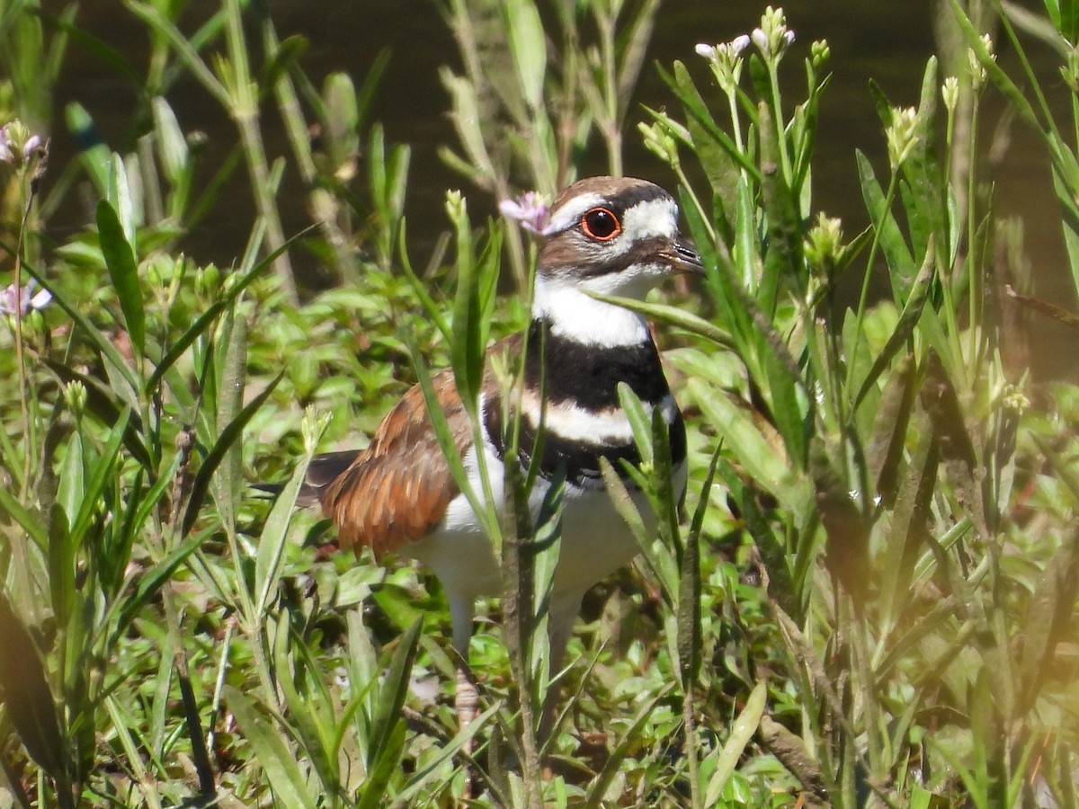 Killdeer - ML620451397