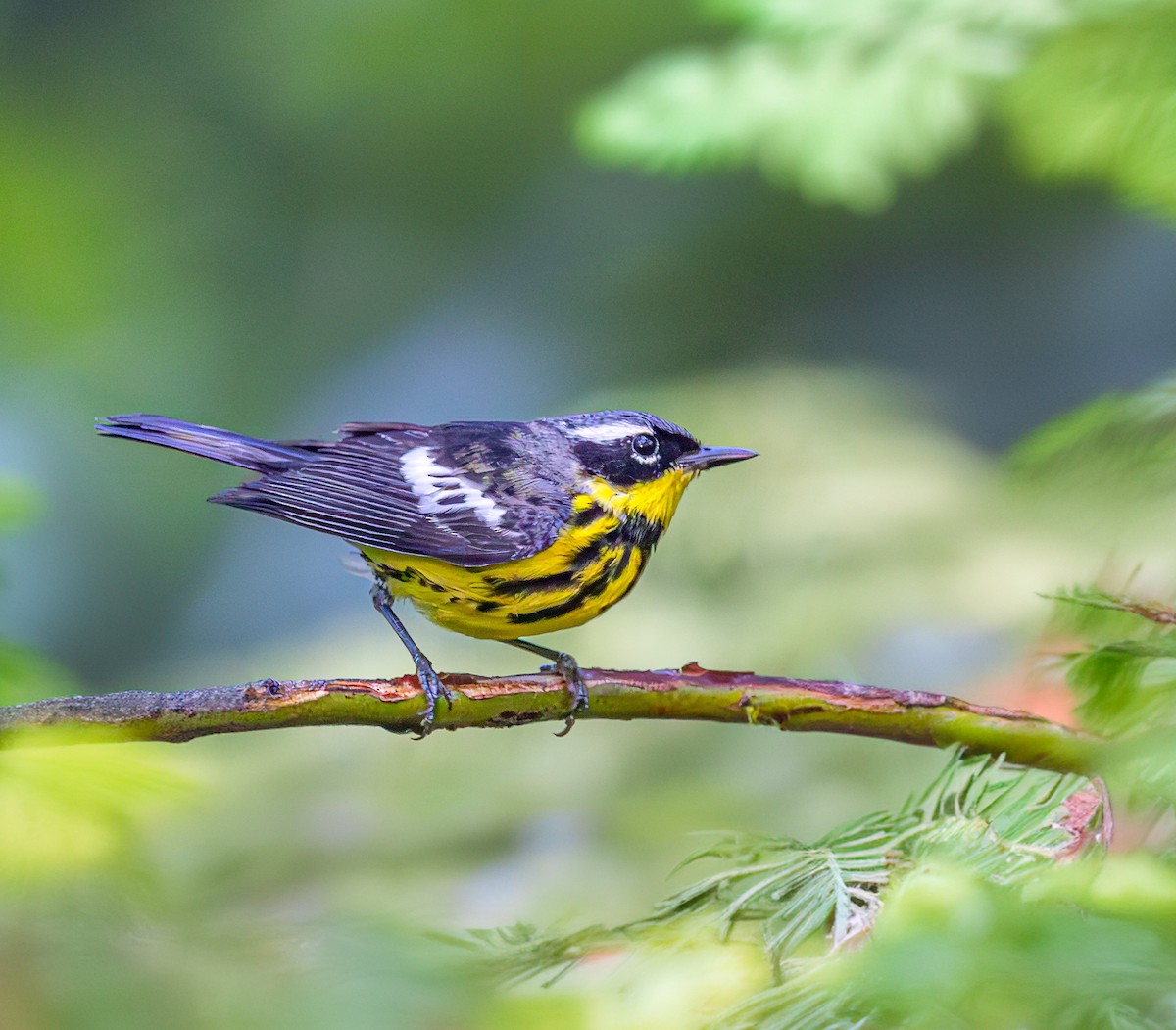 Magnolia Warbler - ML620451399