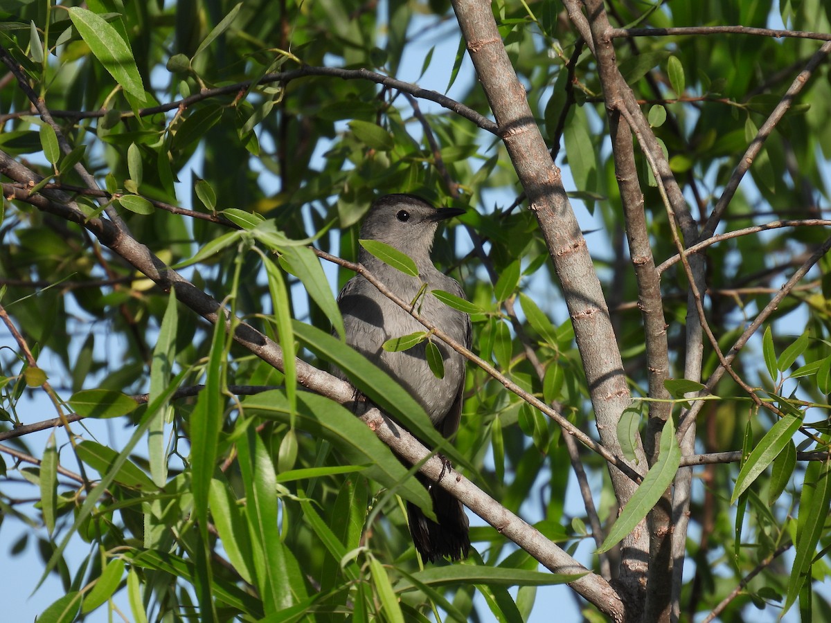 Pájaro Gato Gris - ML620451405