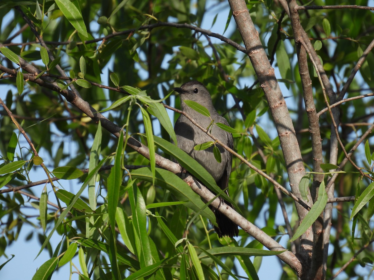 Gray Catbird - ML620451406