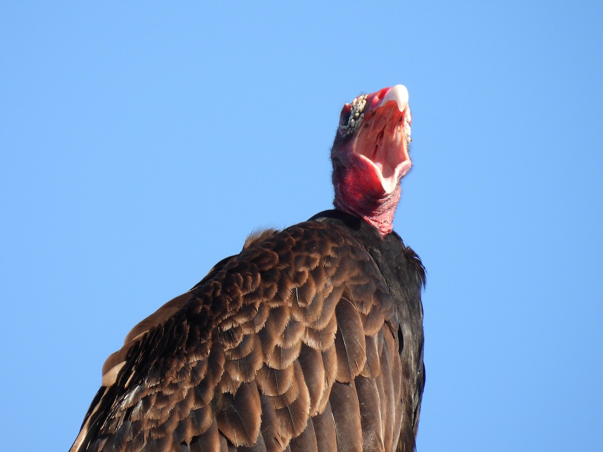 Turkey Vulture - ML620451417