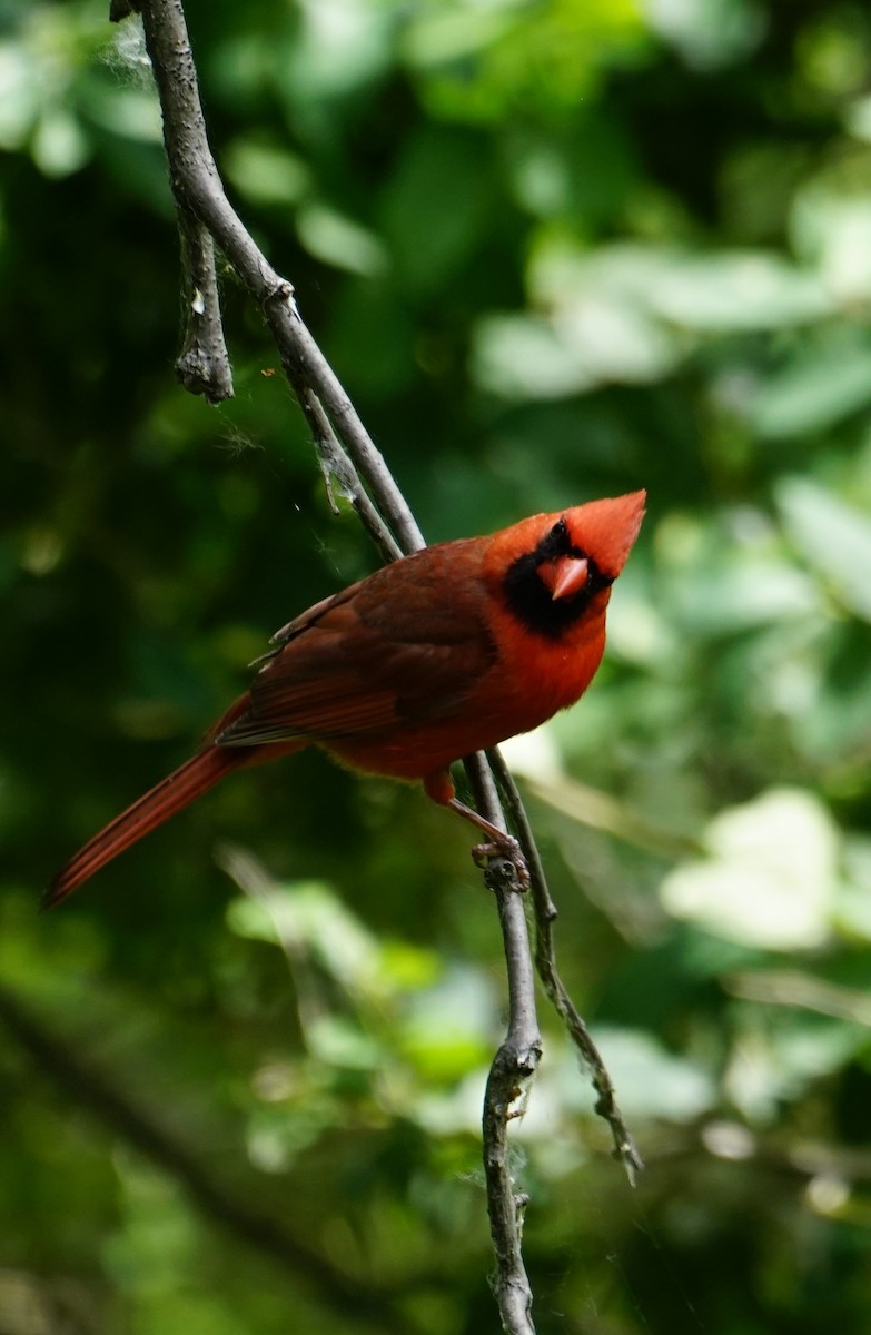 Cardinal rouge - ML620451418