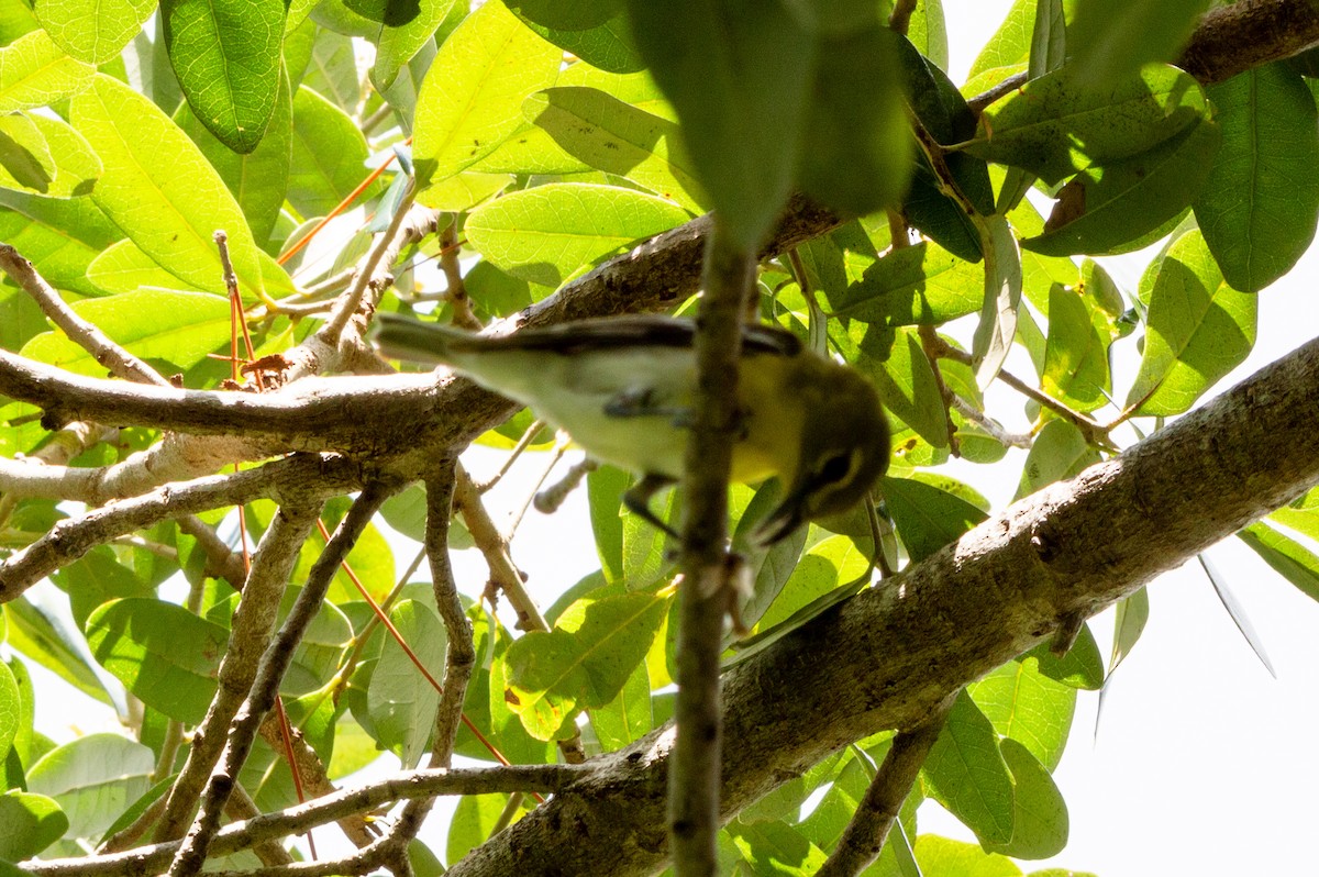 Yellow-throated Vireo - ML620451421