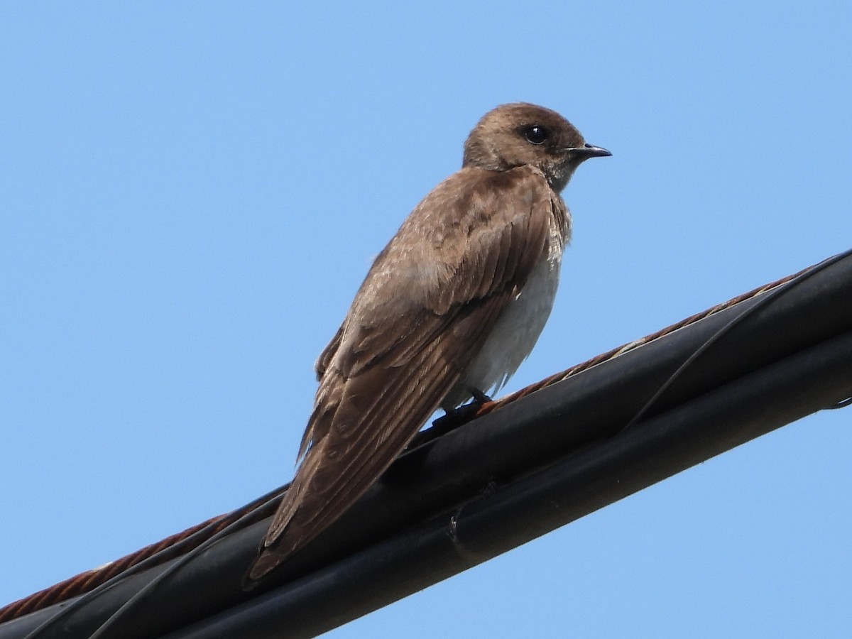 Golondrina Aserrada - ML620451426