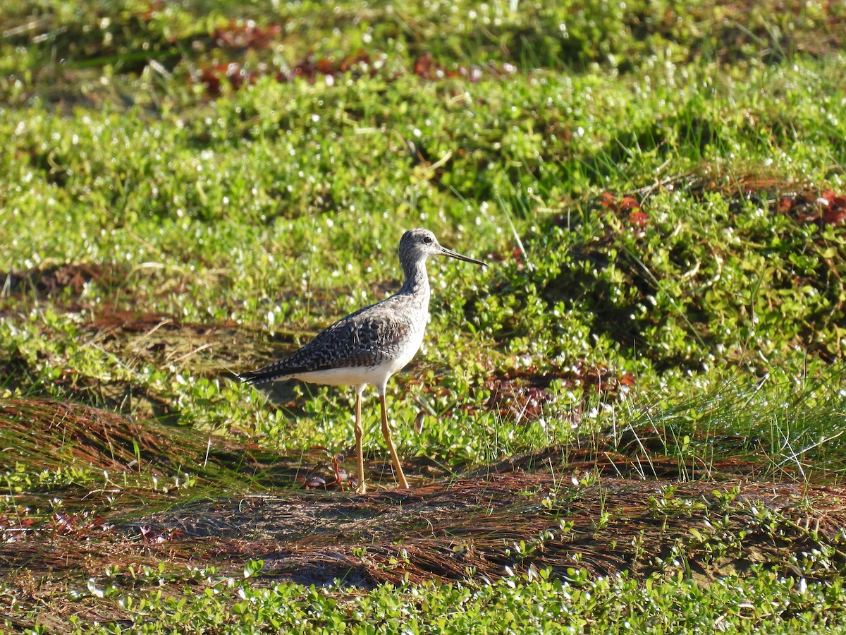 Greater Yellowlegs - ML620451427