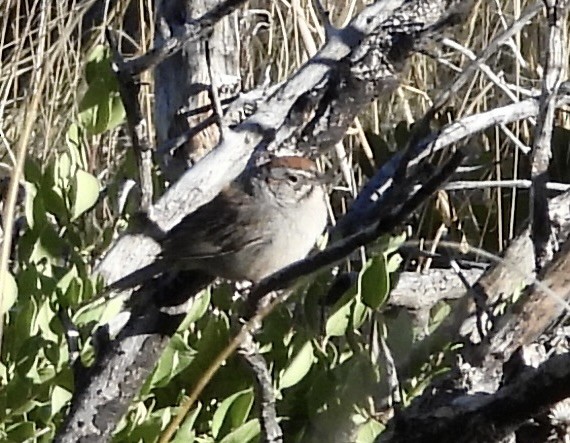 Rufous-crowned Sparrow - ML620451431