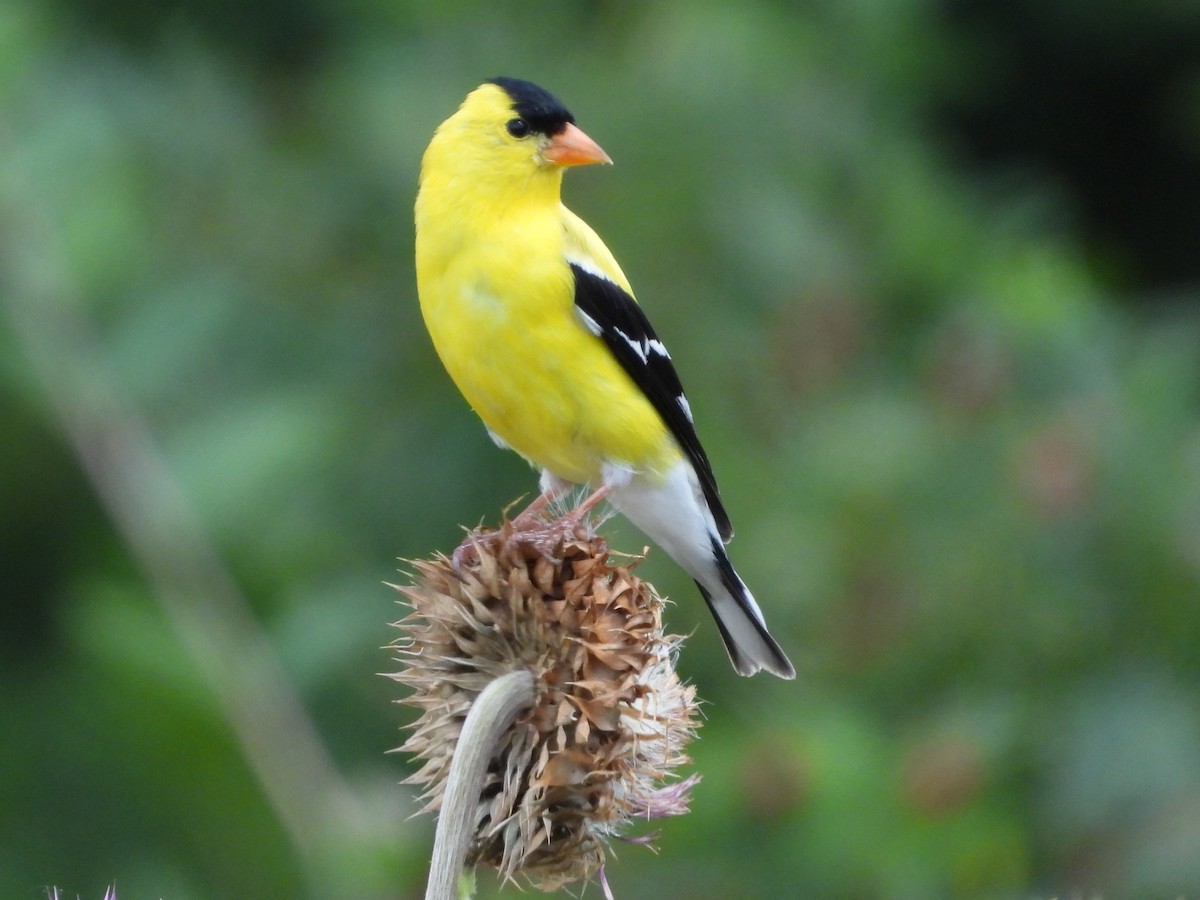 American Goldfinch - ML620451434