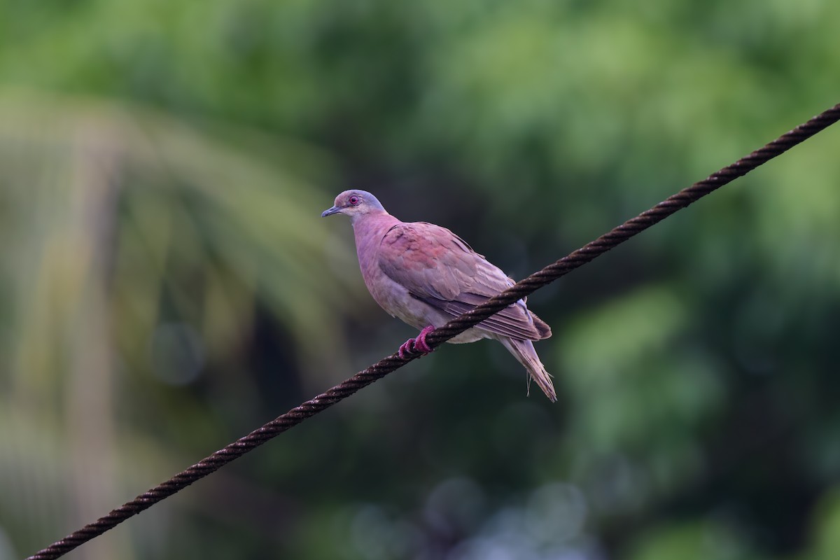 Pale-vented Pigeon - ML620451437