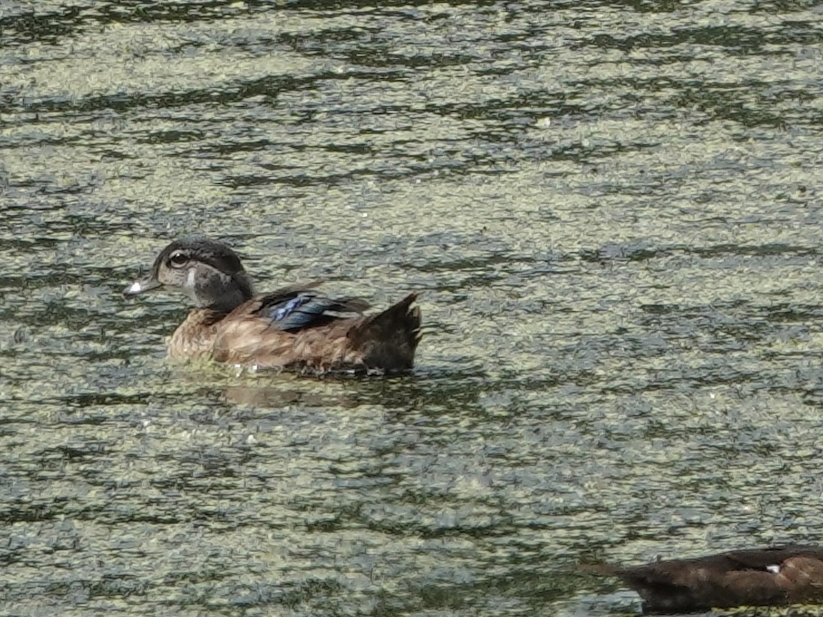 Wood Duck - ML620451440