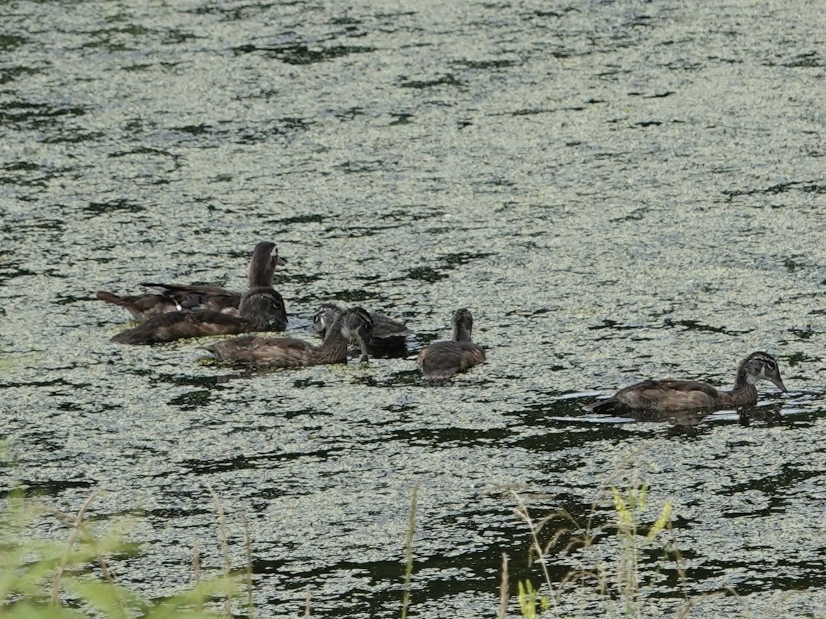 Wood Duck - ML620451442