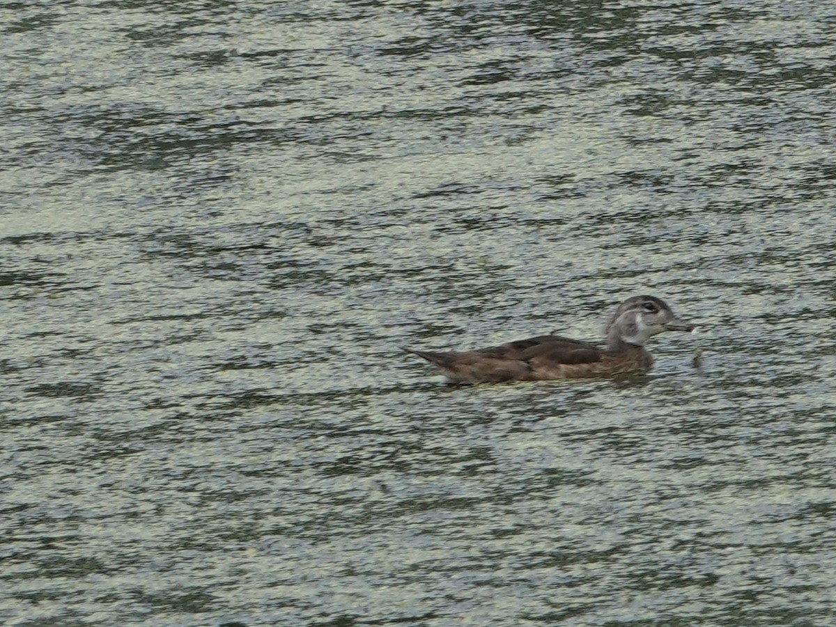 Wood Duck - ML620451443