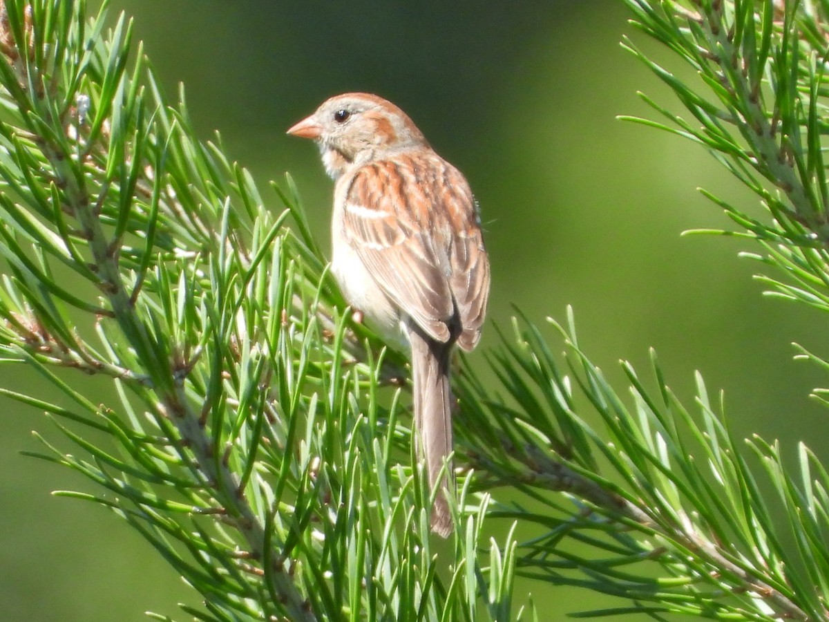 Field Sparrow - ML620451447