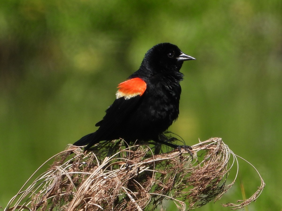 Red-winged Blackbird - ML620451451