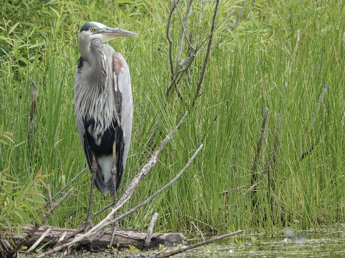 Great Blue Heron - Lottie Bushmann