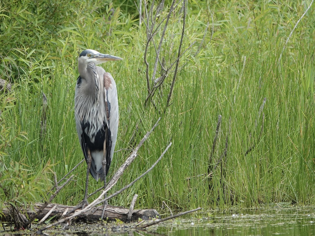 Great Blue Heron - ML620451456