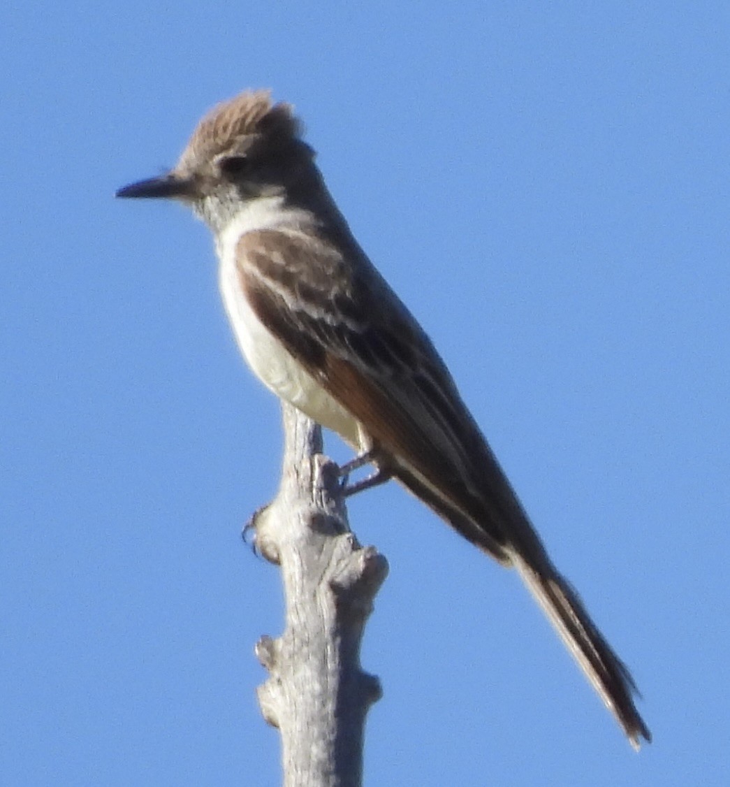 Ash-throated Flycatcher - ML620451466