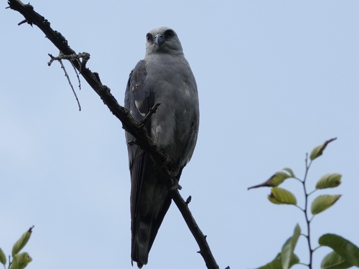 Mississippi Kite - ML620451467