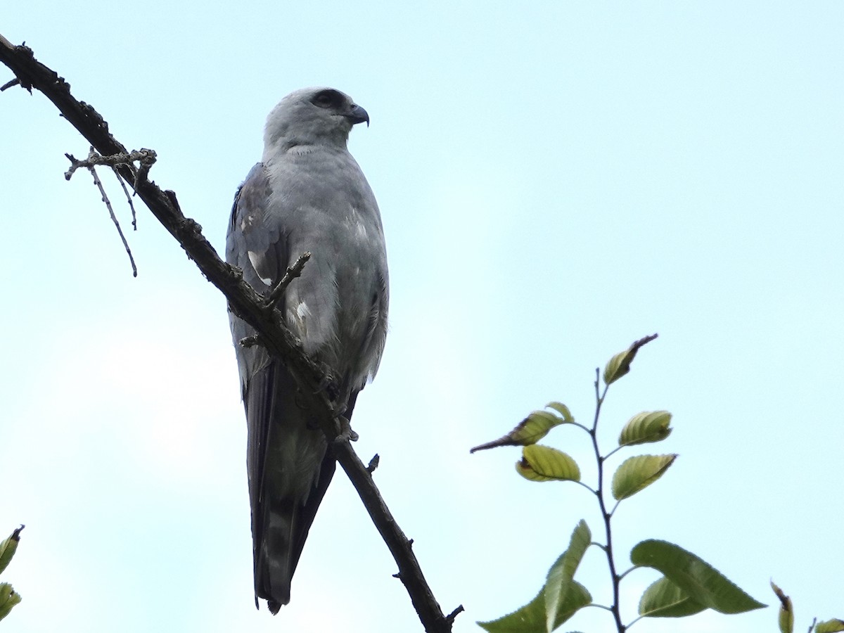 Mississippi Kite - ML620451468