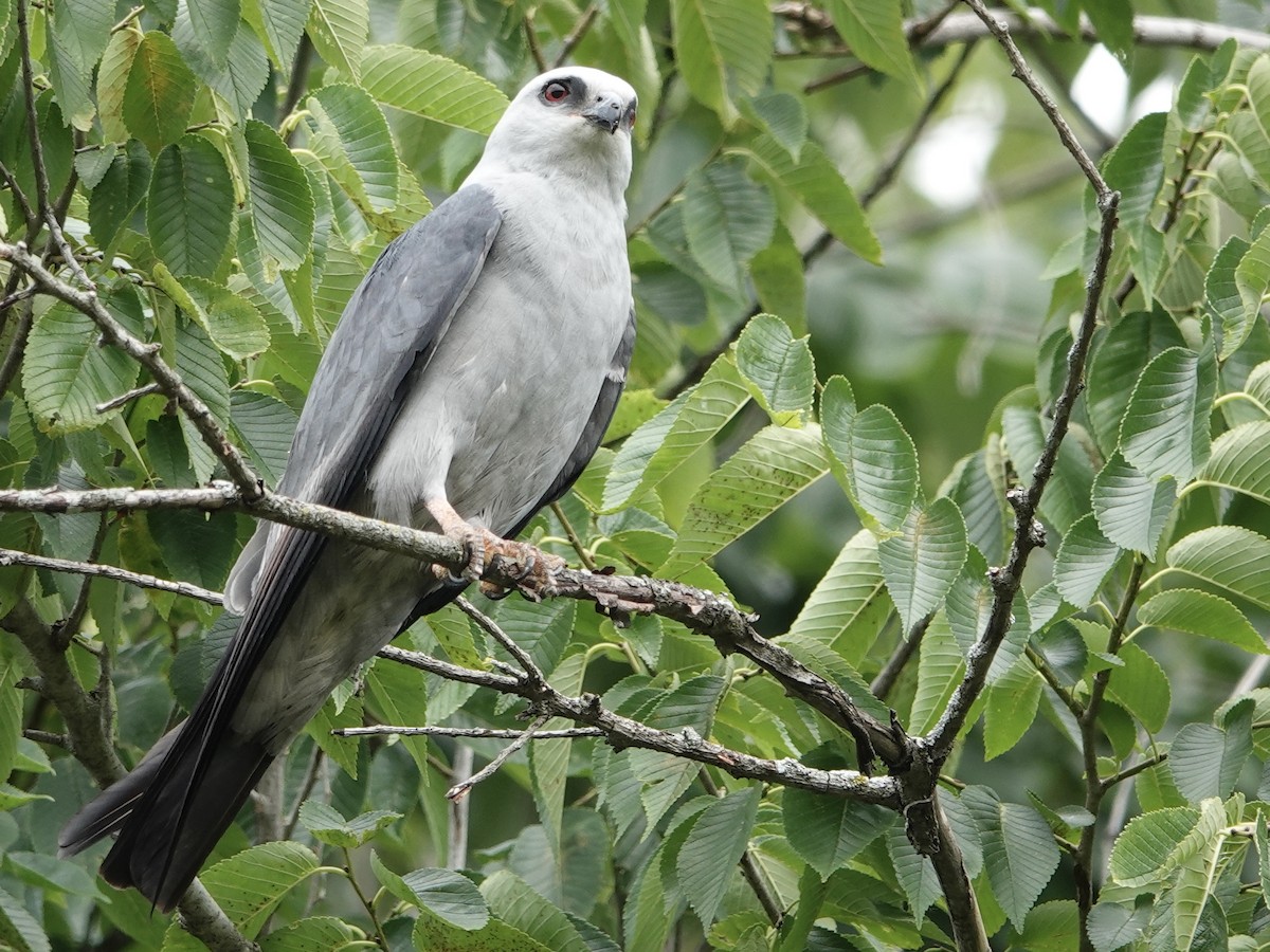 Mississippi Kite - ML620451473