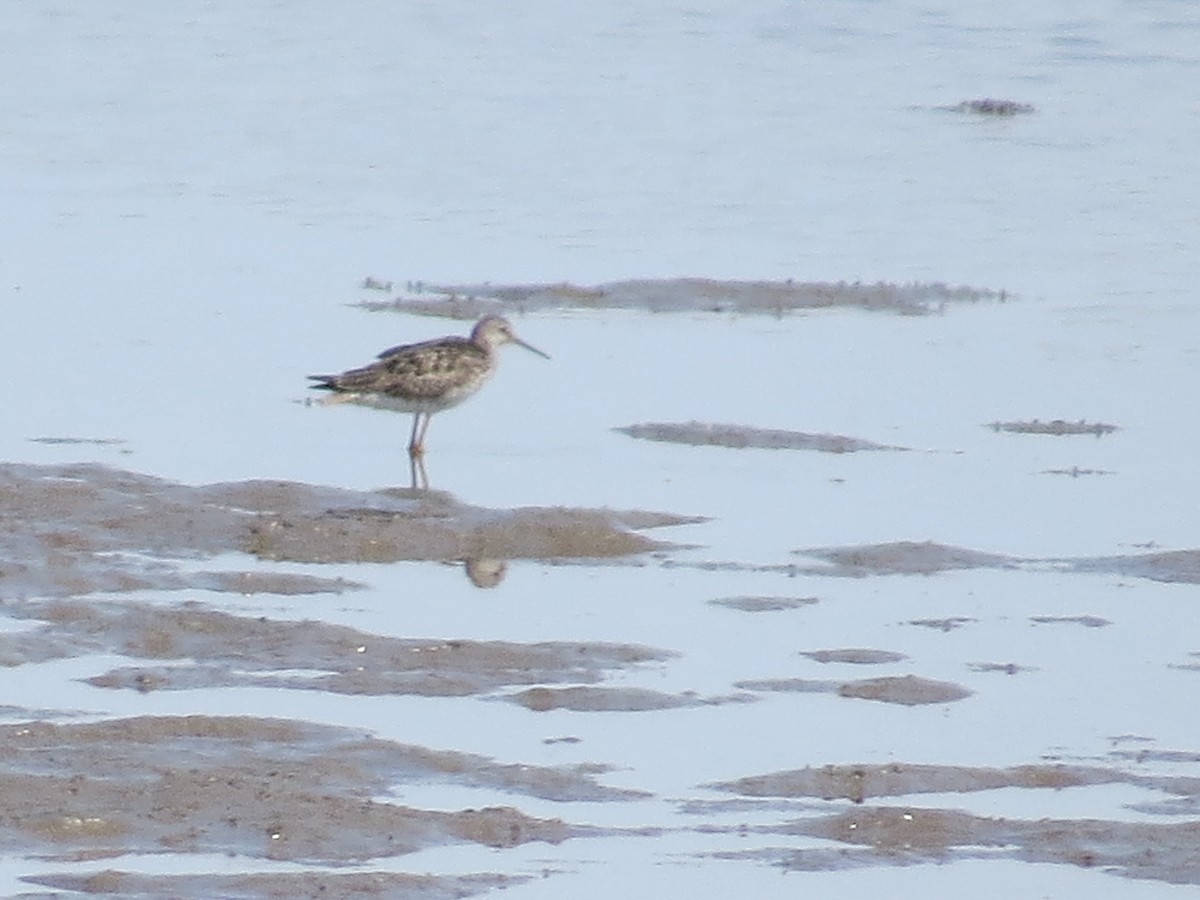 Lesser Yellowlegs - ML620451477