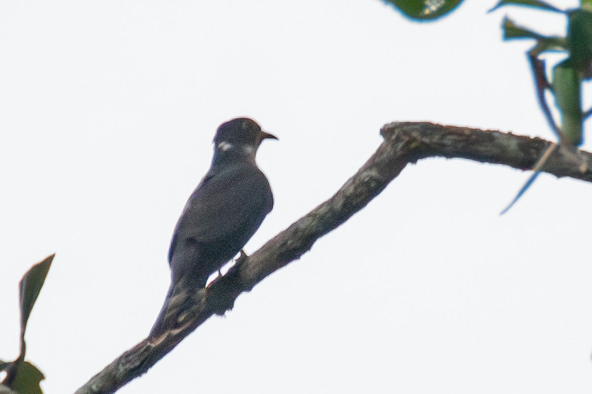 Hodgson's Hawk-Cuckoo - ML620451479