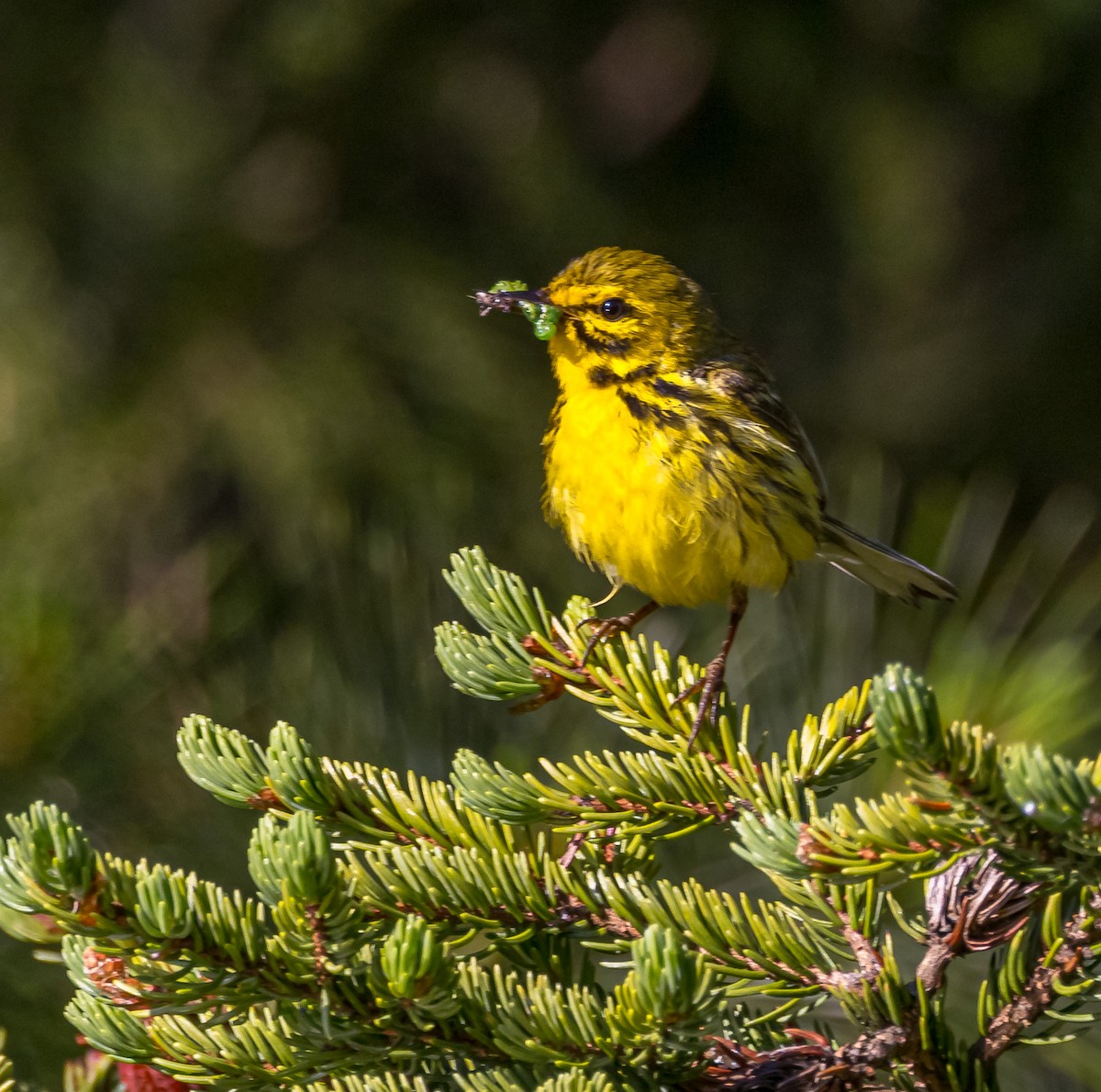 Prairie Warbler - ML620451482