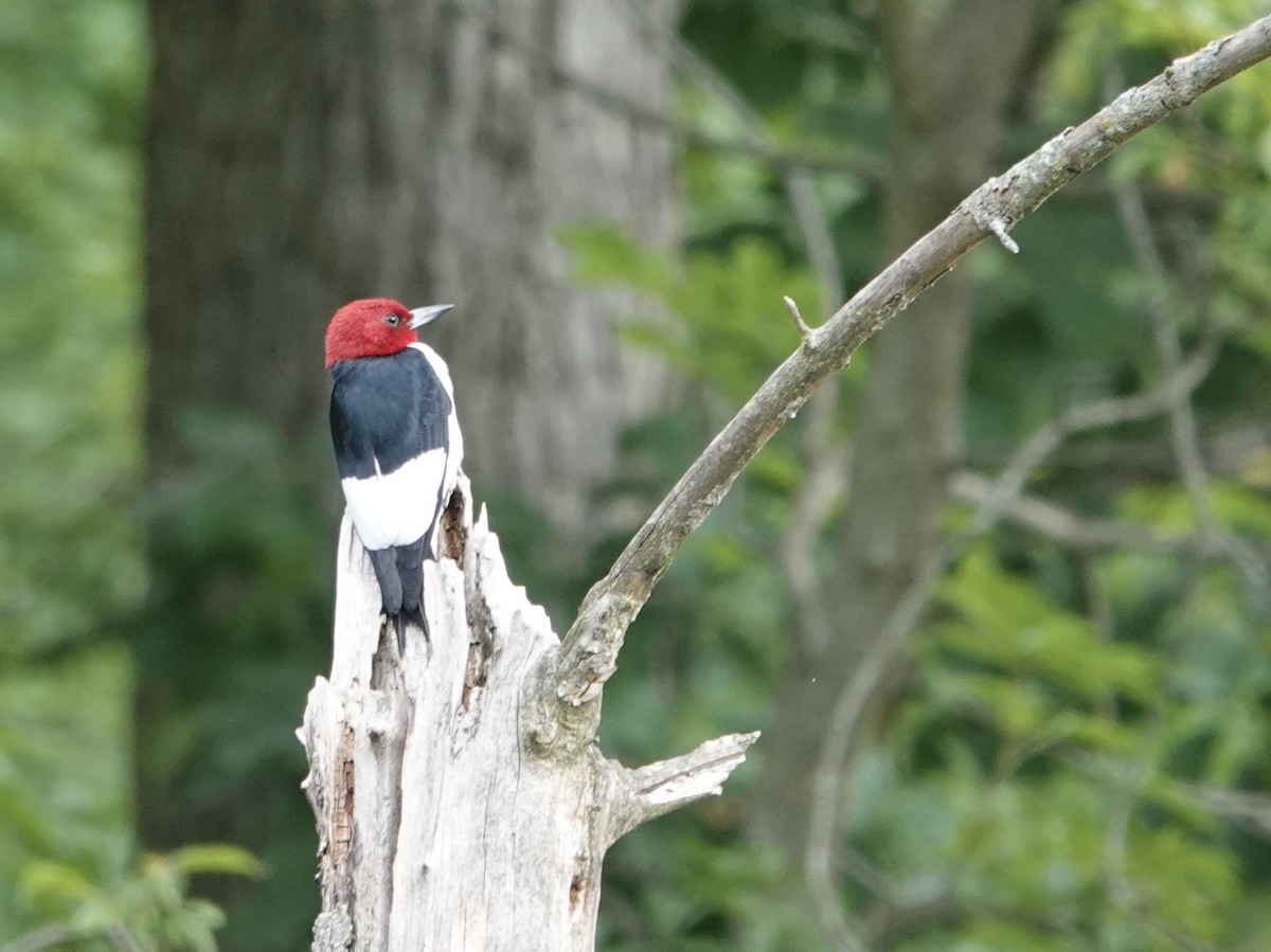 Red-headed Woodpecker - ML620451485