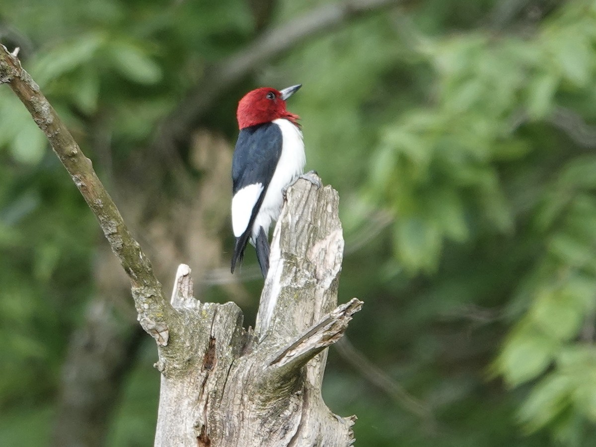 Red-headed Woodpecker - ML620451486