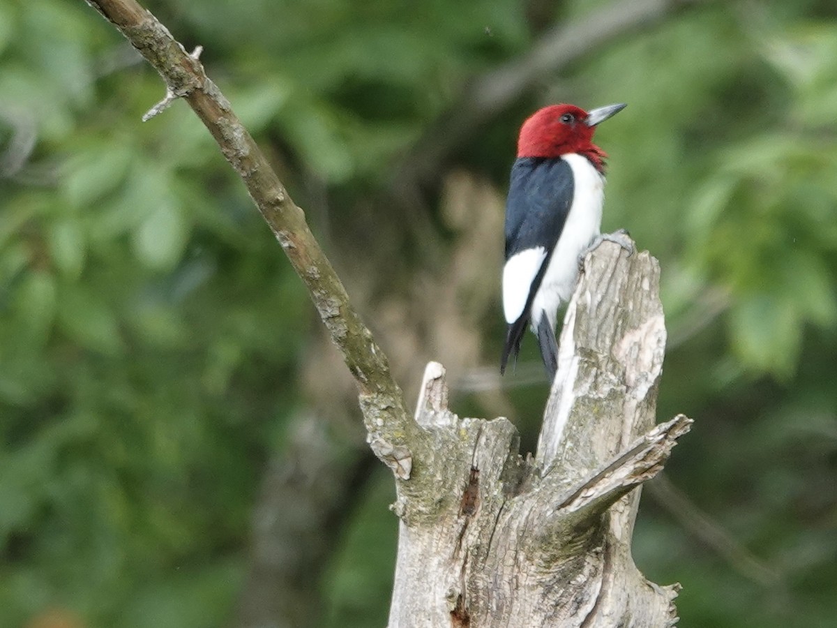 Red-headed Woodpecker - ML620451488