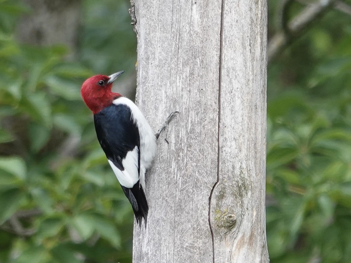 Red-headed Woodpecker - ML620451489