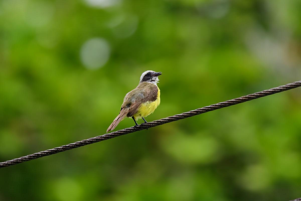 Social Flycatcher - John Kuenzli