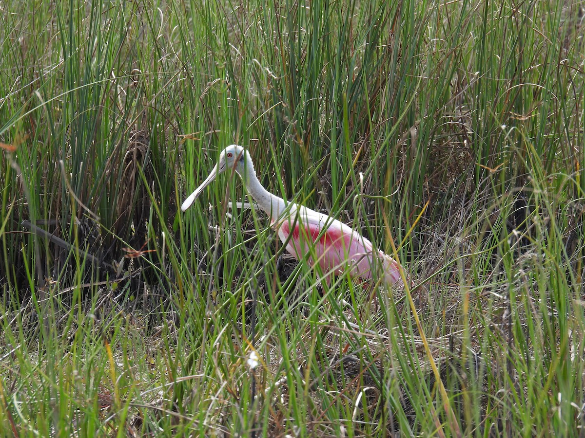 Roseate Spoonbill - ML620451494