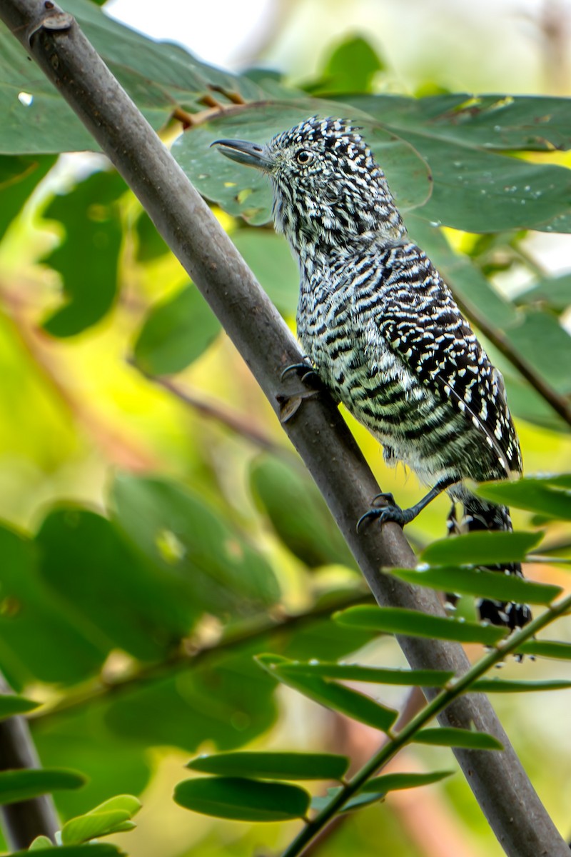 Bar-crested Antshrike - ML620451496