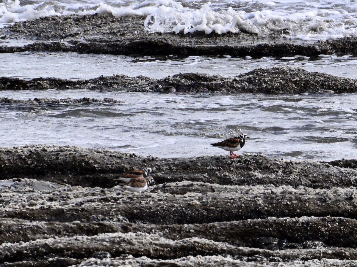 Ruddy Turnstone - ML620451507