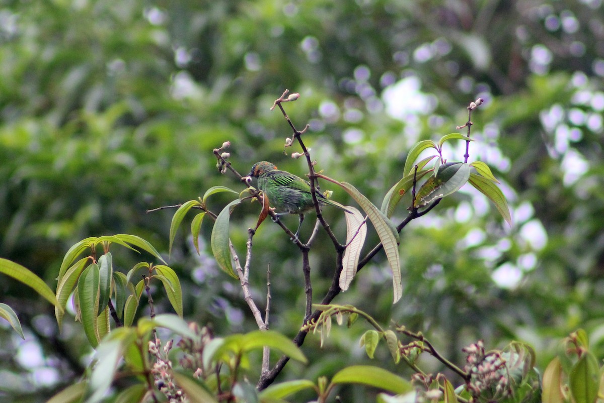 Red-necked Tanager - ML620451508