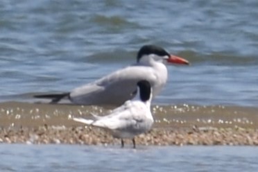 Caspian Tern - ML620451509