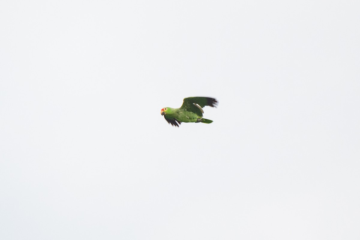 Red-lored Parrot - ML620451512