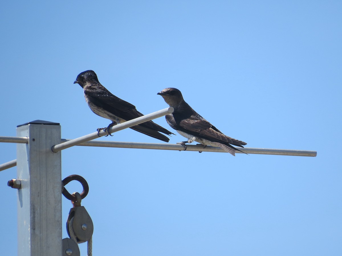 Purple Martin - ML620451527