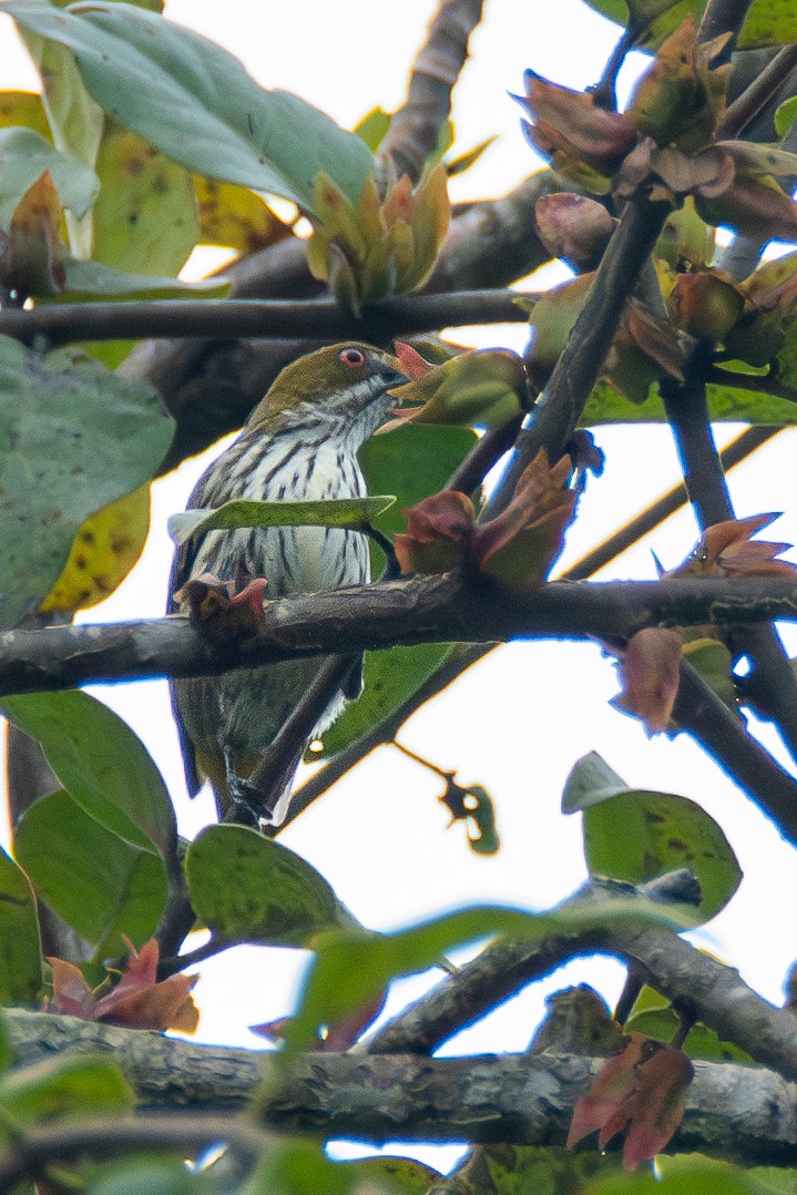 Yellow-vented Flowerpecker - Haemoglobin Dr