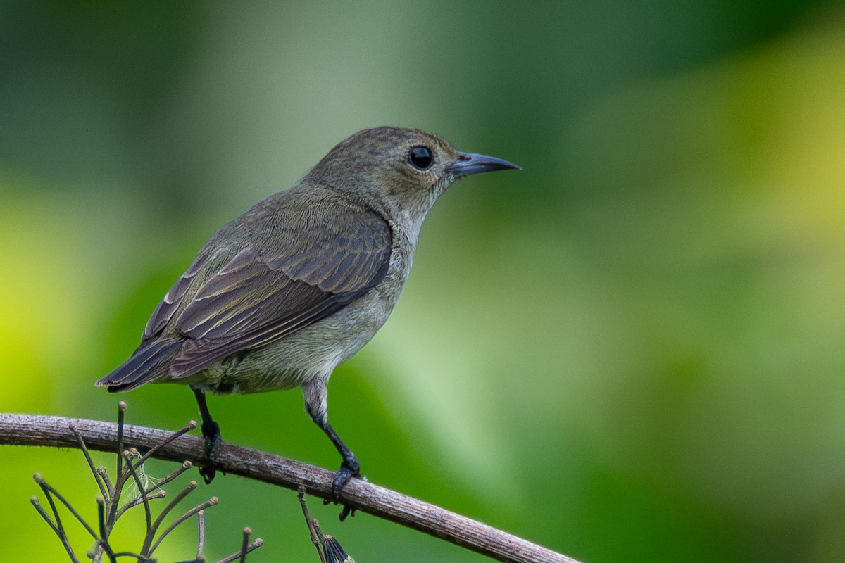 Plain Flowerpecker - ML620451542