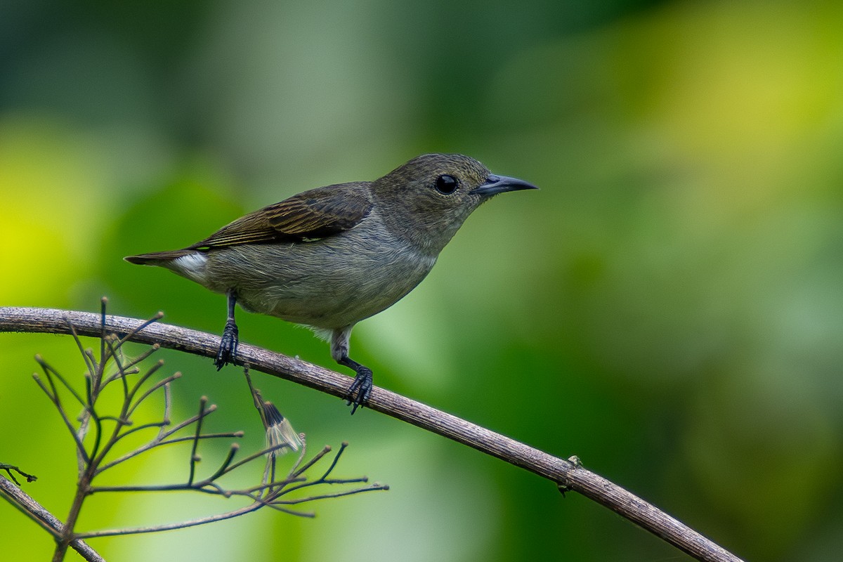 Plain Flowerpecker - ML620451543